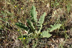 Verbascum banaticum
