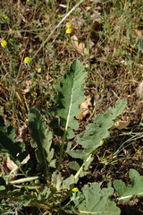 Verbascum banaticum