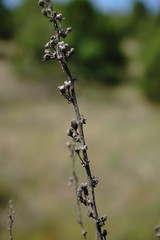 Verbascum banaticum
