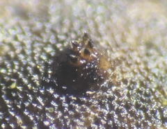 Protolophus singularis