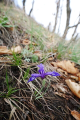 Iris uniflora