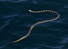 Hydrophis elegans