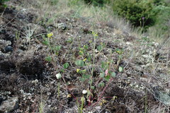 Melilotus neapolitanus