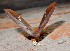 Cricula trifenestrata