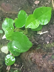 Peperomia pellucida