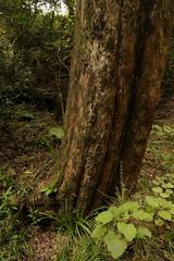 Podocarpus latifolius