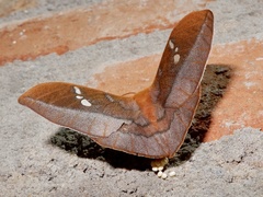 Cricula trifenestrata