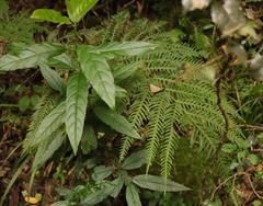 Pteris dentata