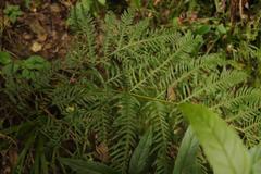 Pteris dentata