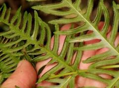 Pteris dentata