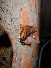 Cricula trifenestrata