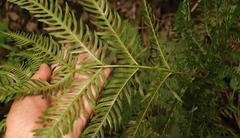Pteris dentata