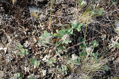 Trifolium hirtum