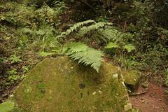 Dryopteris inaequalis