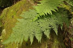 Dryopteris inaequalis