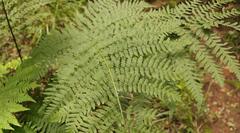 Dryopteris inaequalis