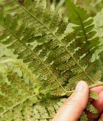 Dryopteris inaequalis