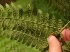 Dryopteris inaequalis