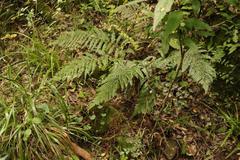 Polystichum transvaalense
