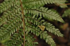 Polystichum transvaalense