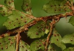 Polystichum transvaalense