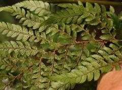 Polystichum transvaalense
