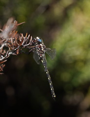Austroaeschna flavomaculata