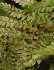 Polystichum transvaalense