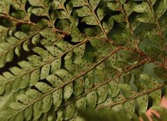 Polystichum transvaalense