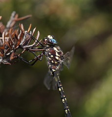 Austroaeschna flavomaculata