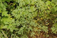 Thalictrum rhynchocarpum