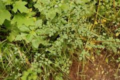 Thalictrum rhynchocarpum