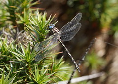 Austroaeschna flavomaculata