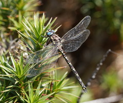 Austroaeschna flavomaculata