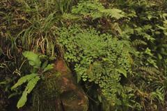 Adiantum poiretii