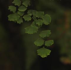 Adiantum poiretii