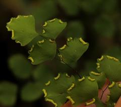 Adiantum poiretii
