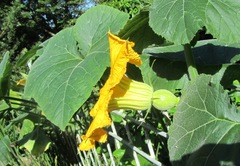 Cucurbita maxima maxima