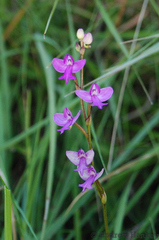Cynorkis purpurea