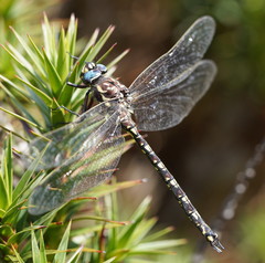 Austroaeschna flavomaculata