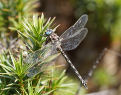 Austroaeschna flavomaculata