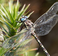 Austroaeschna flavomaculata