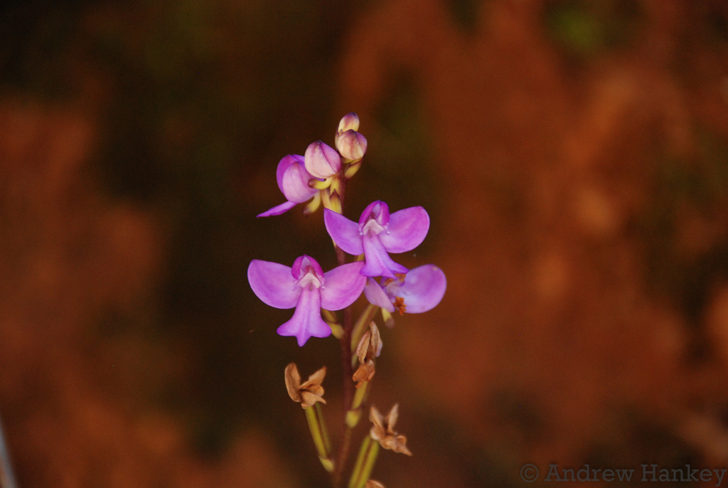 Cynorkis purpurea