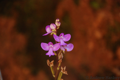 Cynorkis purpurea