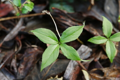 Paris verticillata