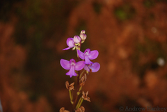 Cynorkis purpurea