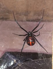Latrodectus mactans