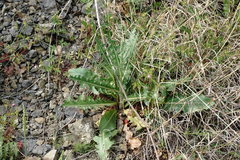 Lactuca tuberosa