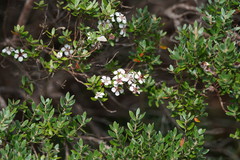 Leptospermum grandifolium