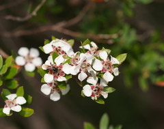 Leptospermum grandifolium